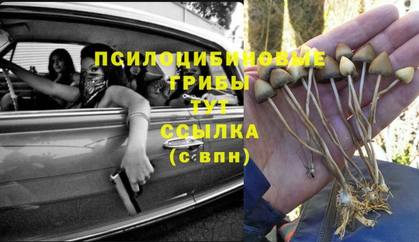 прущие грибы Приозерск