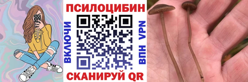 KRAKEN вход  цена   Магадан  Галлюциногенные грибы Psilocybine cubensis 